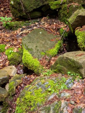 Yazın ormanda bir taşın üzerinde yosun.