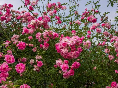 Bahçedeki güzel pembe güller