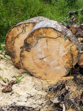 Bir ağaç kütüğünün yakın plan görüntüsü.