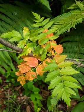 Ağacın kırmızı yaprağı