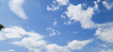 yeşil yapraklar ve bulutlar