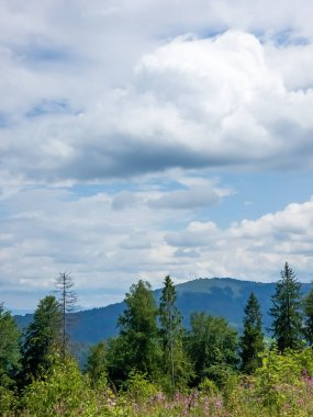 güzel yaz yeşil ağaçlar ve mavi gökyüzü, yatay