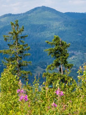 yeşil çayır ve dağlar