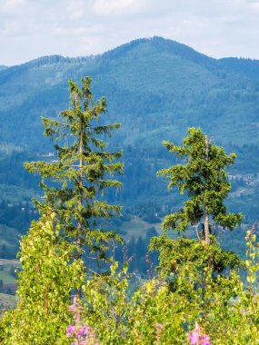 Dağlı yaz manzarası