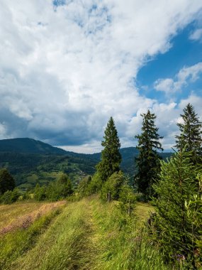 Karpat Dağları 'ndaki yeşil ormanın güzel manzarası. Yaz manzarası