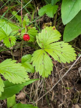 Yeşil yaprakları ile çilek tesisi
