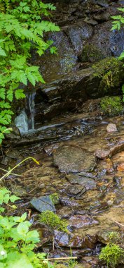 Ormandaki taşların arasından akan su
