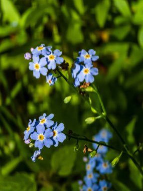 Çimlerin üzerinde çiçek bırakma.