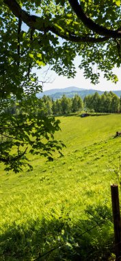 Arka planda yeşil ağaçlar ve mavi gökyüzü