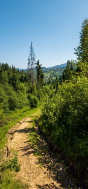 Yeşil ağaçların arasından geçen bir yolun dikey görüntüsü