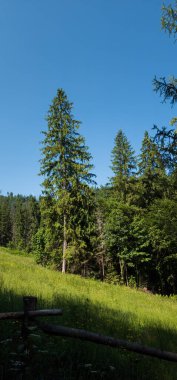Karpatlar 'da güzel bir yaz manzarası