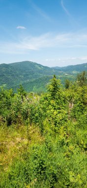 Mavi gökyüzü ile güzel yeşil dağ ormanı