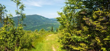 Karpatların dağlarındaki yeşil orman. Yaz manzarası.
