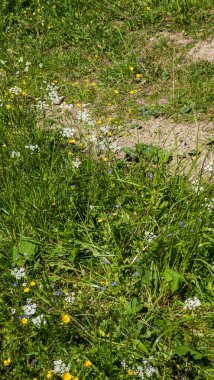 Yabani çiçekli çayır