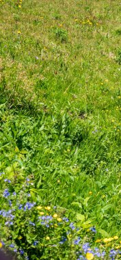 yeşil çimenler ve çiçekler