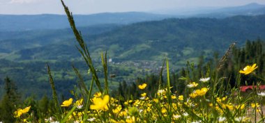 Ukrayna 'daki Karpatlar' ın arka planında çiçek tarlası ve yeşil çimenler var.