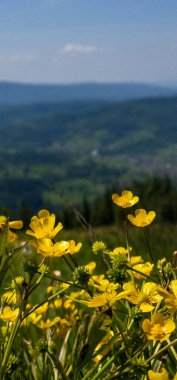 Tarladaki güzel çiçekler