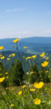 Bahçedeki güzel çiçekler