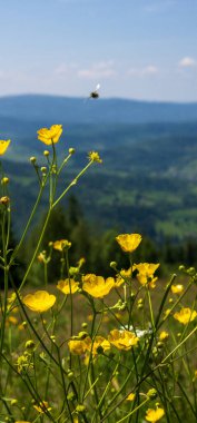 Yazın sarı çiçek tarlası