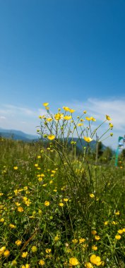 Mavi gökyüzü arka planında sarı çiçekler