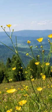 Bahçedeki güzel çiçekler