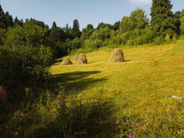 Güneşli bir günde yeşil bir tarlada saman yığınları