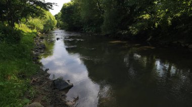 Ormandaki nehir. Yaz nehri