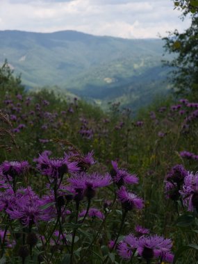 Dağlarda çiçekler