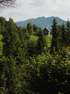 Arka planda yeşil çimenler ve ağaçlar olan güzel yeşil orman.