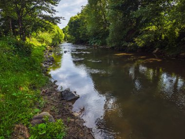 Ormandaki güzel nehir.