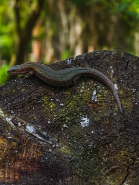 Ağaç gövdesindeki kertenkelenin yakın plan fotoğrafı.