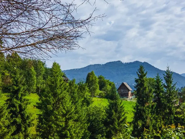 Yeşil ağaçların dikey görüntüsü ve arka planda mavi gökyüzü olan bir ev.