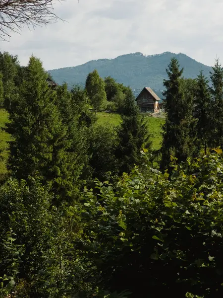 Arka planda yeşil çimenler ve ağaçlar olan güzel yeşil orman.