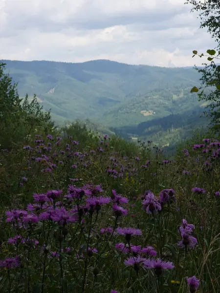Ormanın güzel manzarası