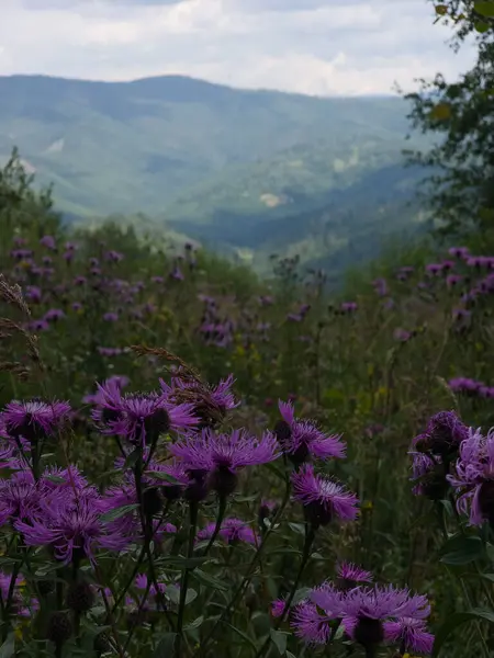 Ormanda güzel mor çiçekler