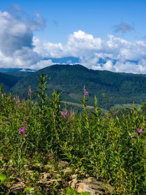Güzel bir manzara Ağacı ve mavi gökyüzü