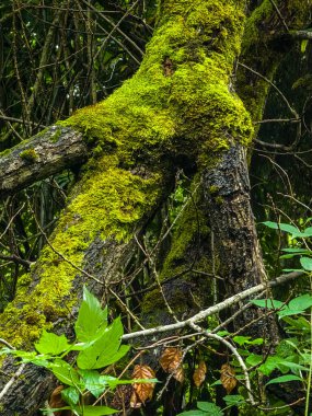 Ormandaki ağaç gövdesinde yeşil yosun. yüksek kaliteli fotoğraf