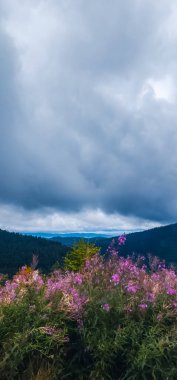 Dağlarda güzel çiçekler