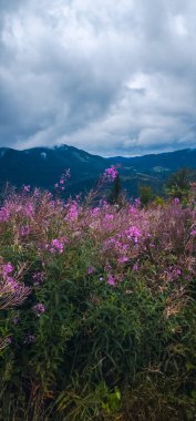 Dağlarda güzel çiçekler