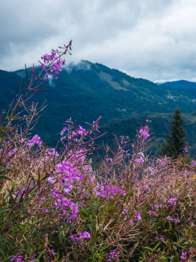 Karpatlar'ın dağ manzarası