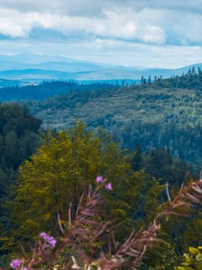 Güzel orman görünümünü