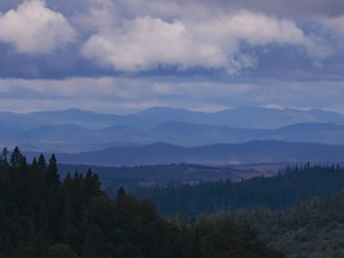 Ormanın güzel manzarası