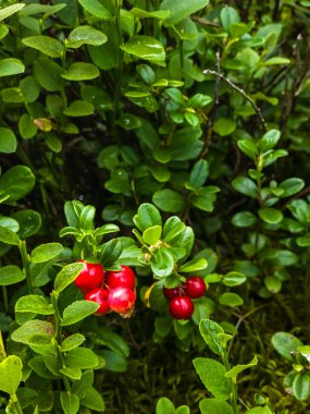 Yeşil bir bush çilek