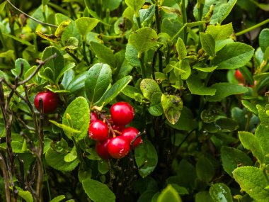 Dağ çalılarının olgun kırmızı meyveleri