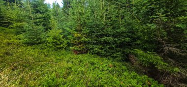 Köknar ağaçları ve bir sürü çimen olan yeşil bir orman.