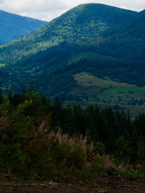 Dağ manzarası. Güzel dağ ormanı