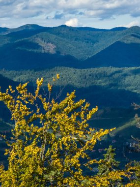 Renkli ağaçlarla dolu güzel sonbahar manzarası