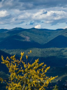 Yazın ormandaki dağların manzarası