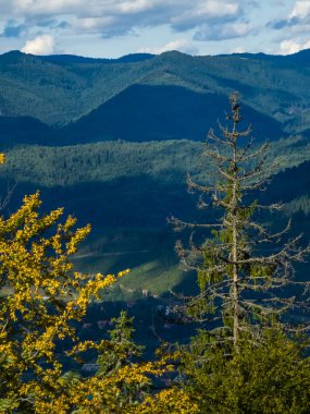 Güzel dağ manzarası, Karpat Dağları, Ukrayna