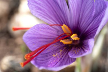 Bir tarlada Saffron çiçeklerine yakın çekim - zafferano